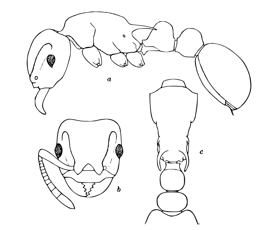 Romblonella