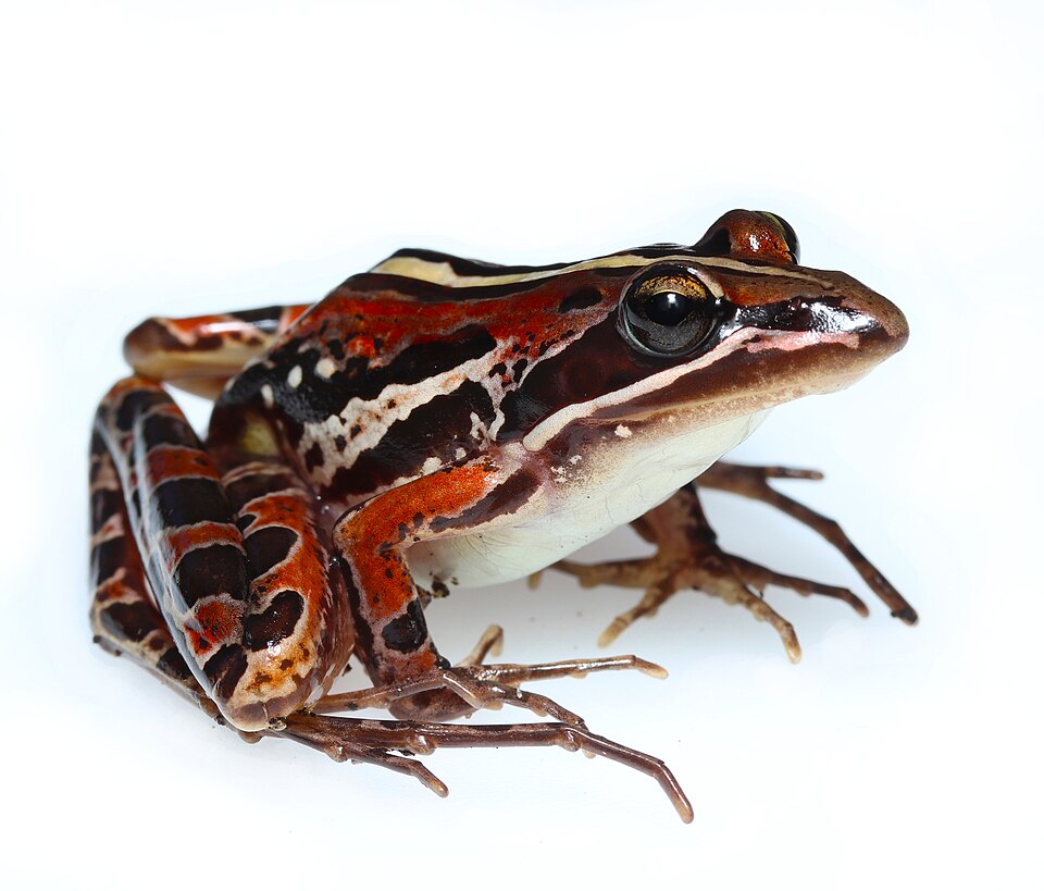 Banded stream frog