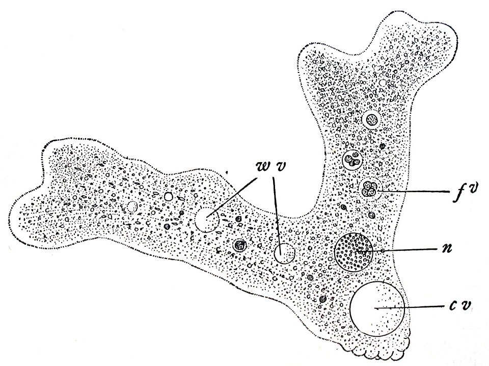 Sarcodina