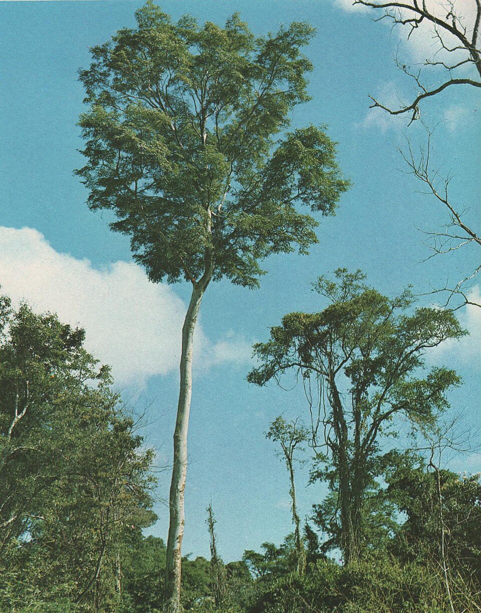Amburana cearensis