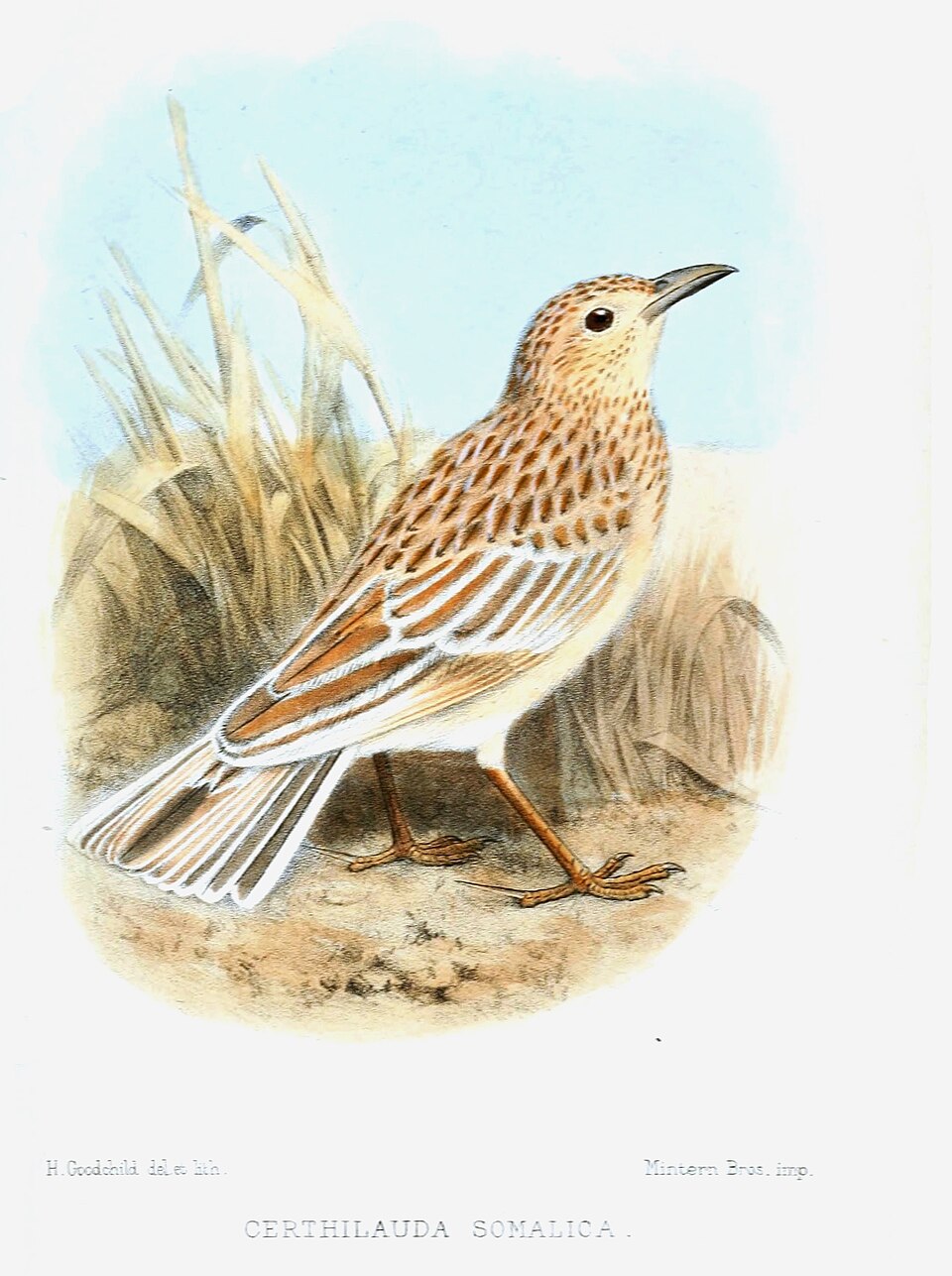 Somali Lark