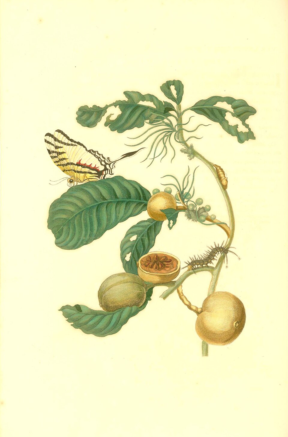 Duroia