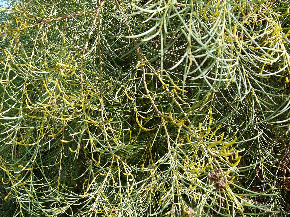 Acacia calamifolia