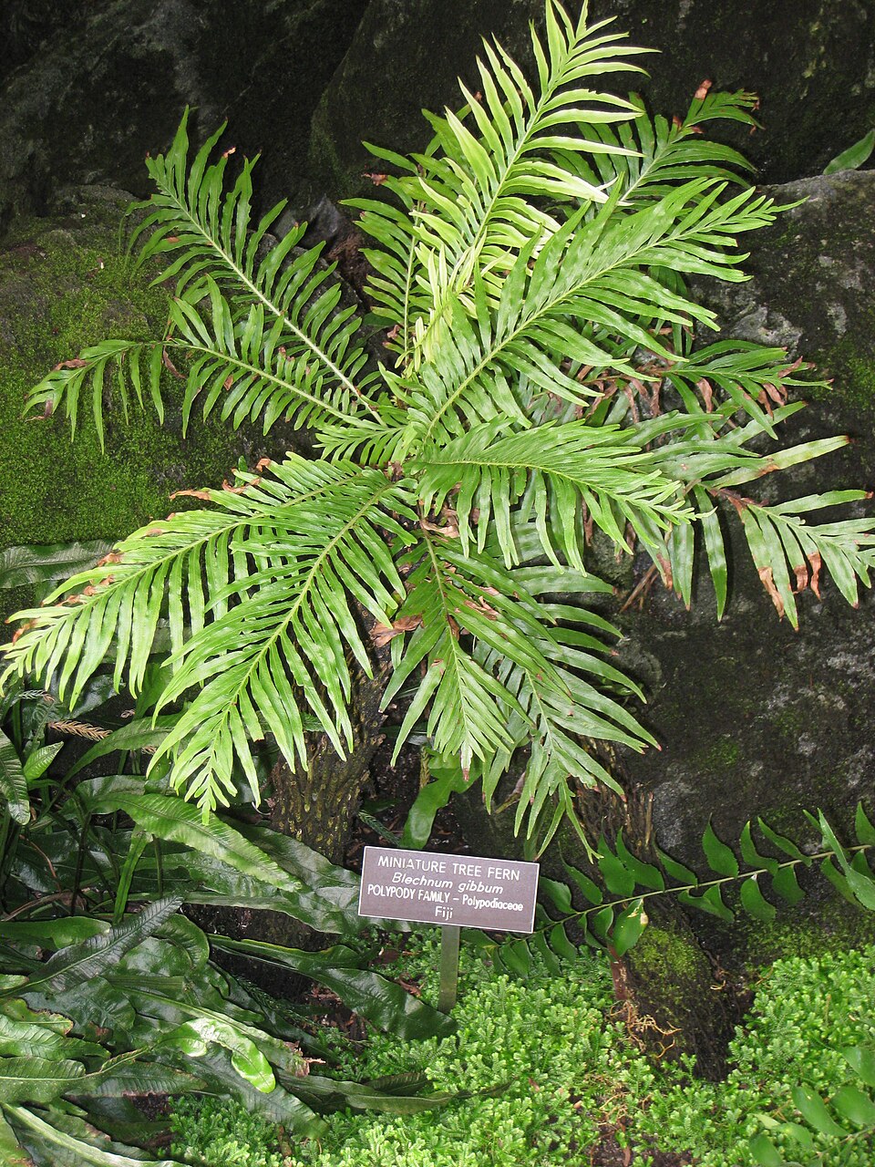 Blechnum gibbum