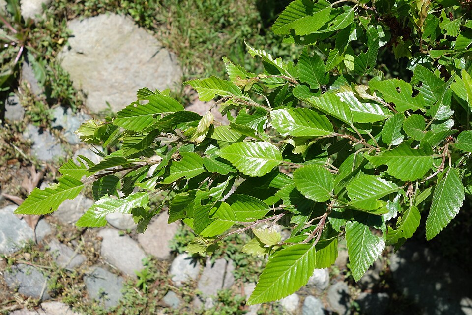 Carpinus turczaninowii