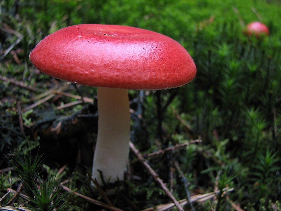 Russula adulterina