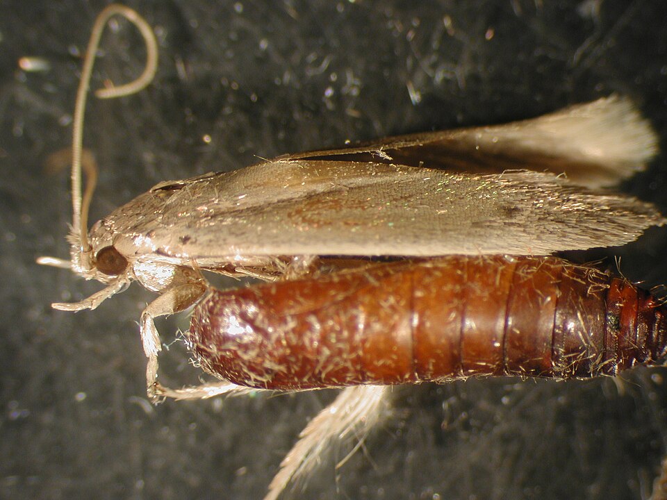 Opogona sacchari