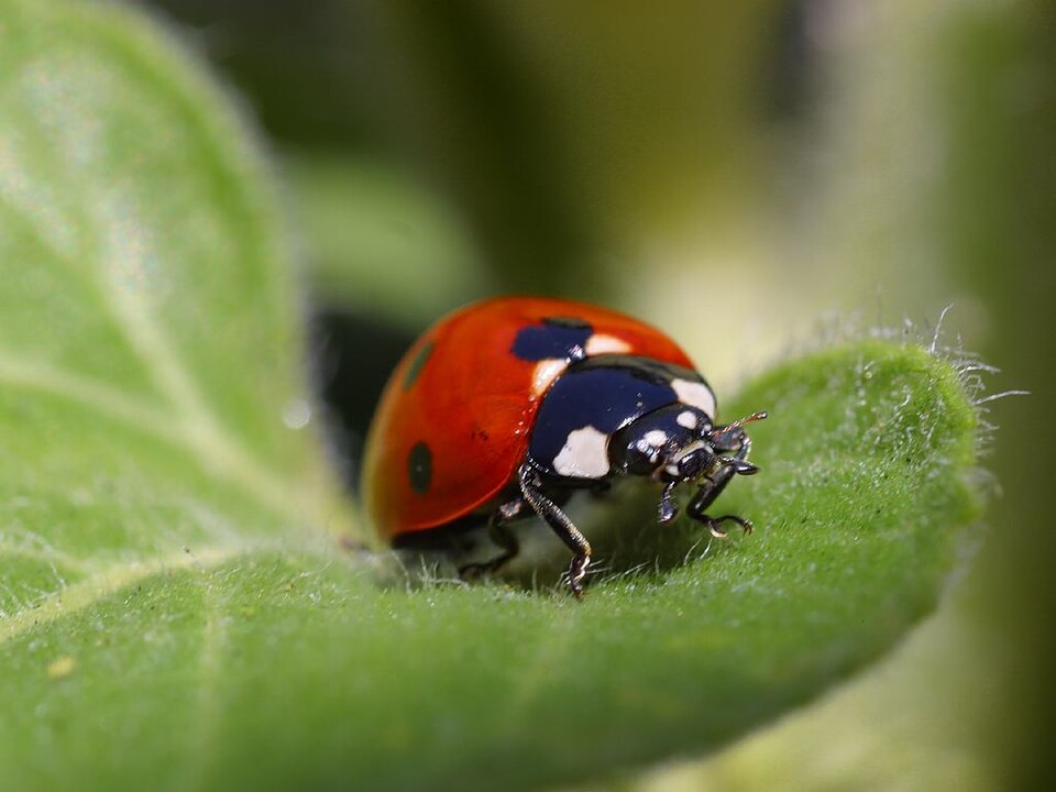 Coccinellidae