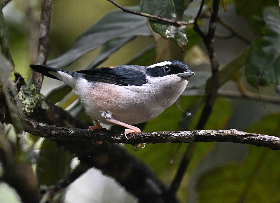 Pteruthius aeralatus
