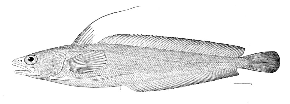 Red hake