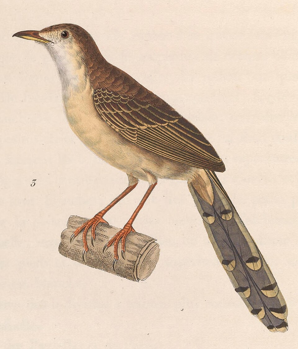 Brown Prinia