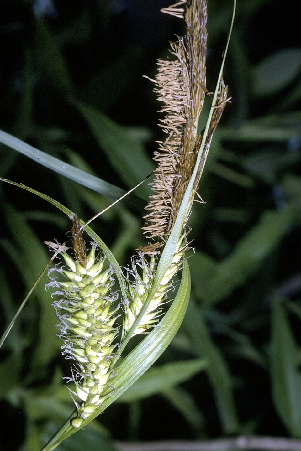 Carex lacustris