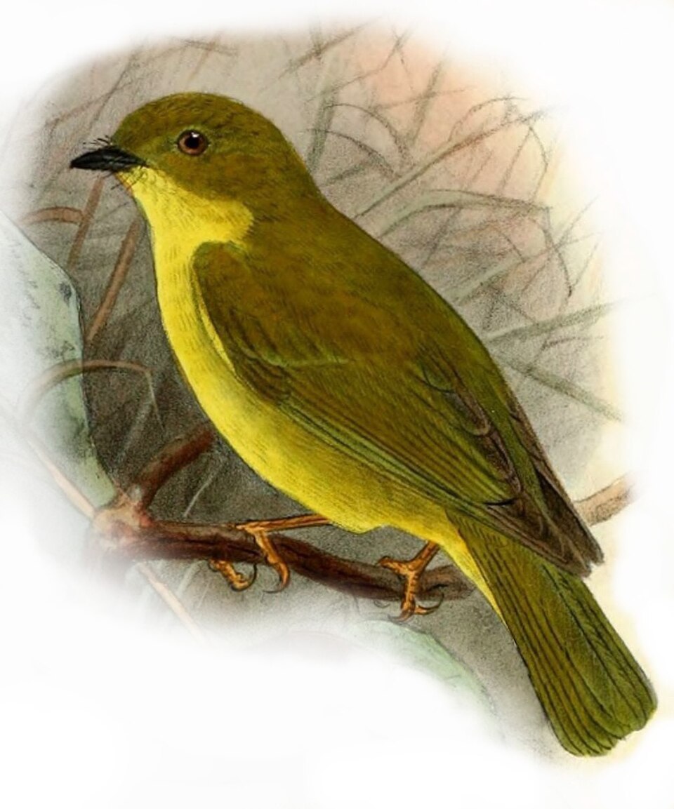 Canary Flyrobin