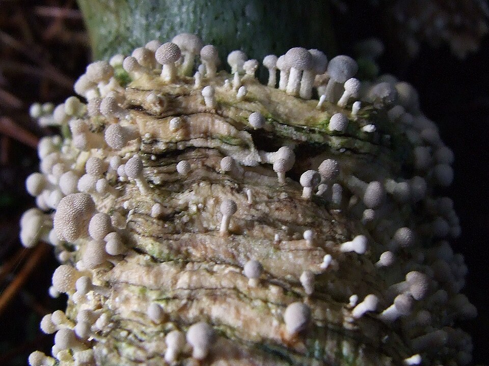 Onygenaceae