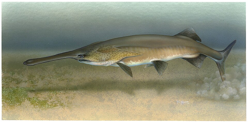paddlefish