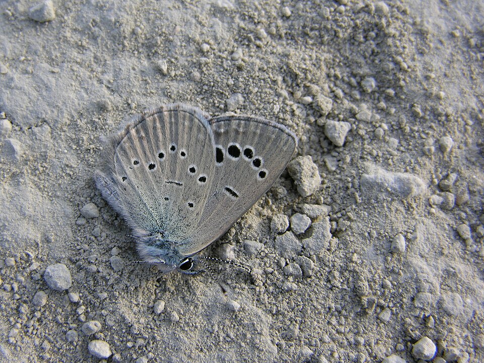 Glaucopsyche melanops