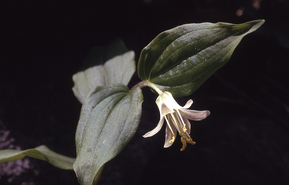 Prosartes