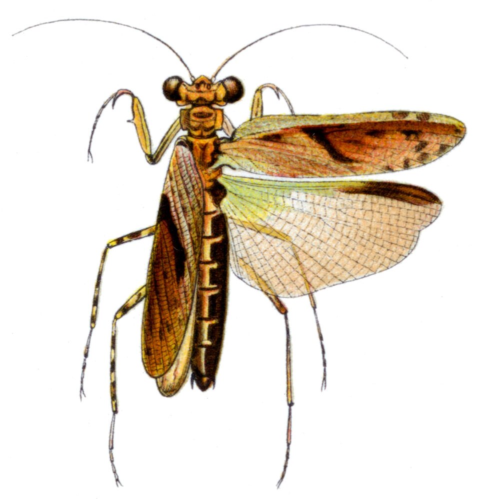 Amorphoscelidae