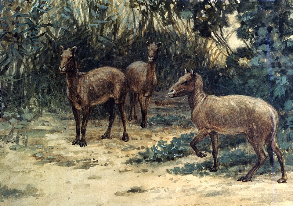 Eohippus
