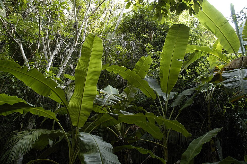 jungle