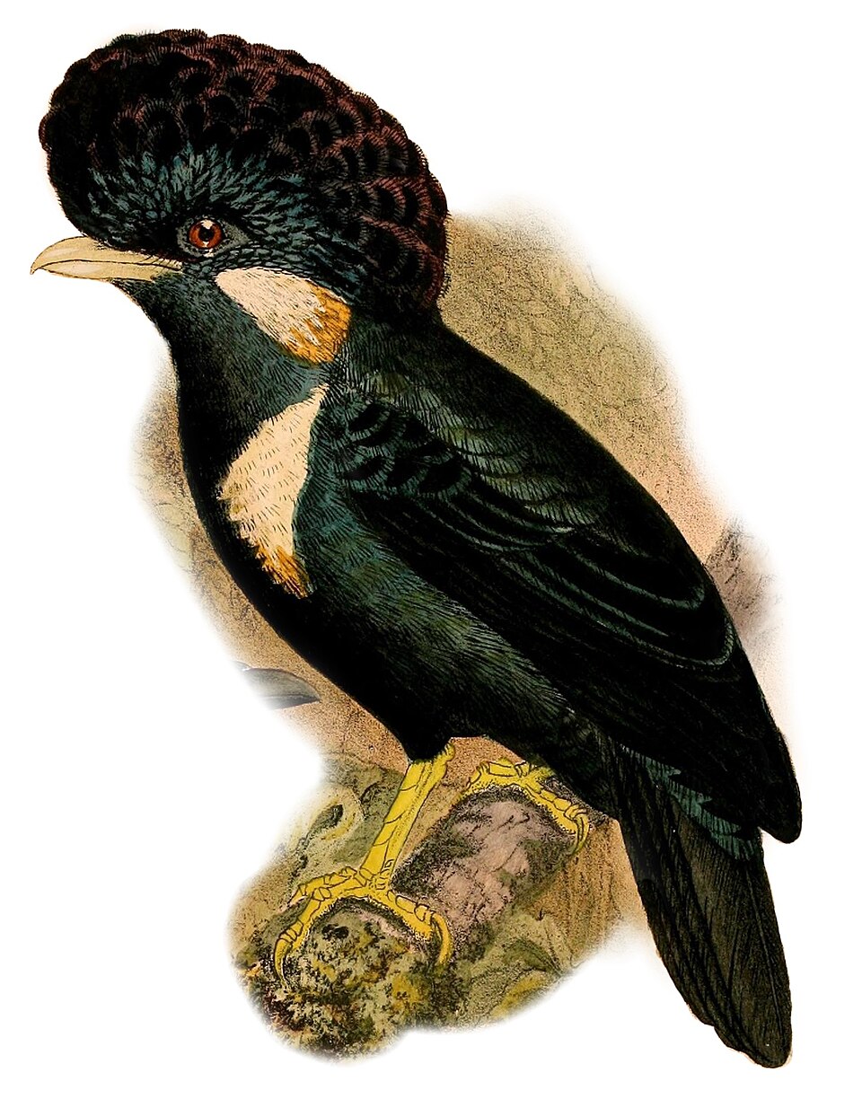 Helmeted Myna