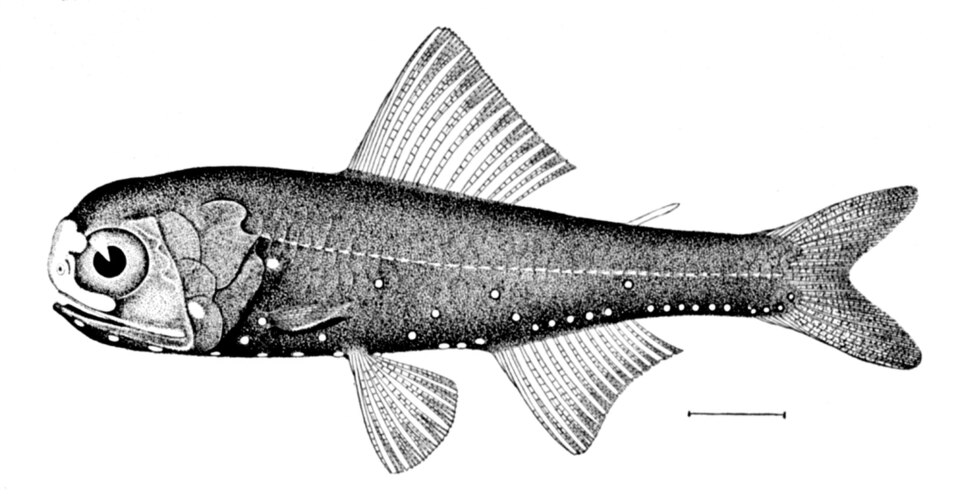 Diaphus metopoclampus