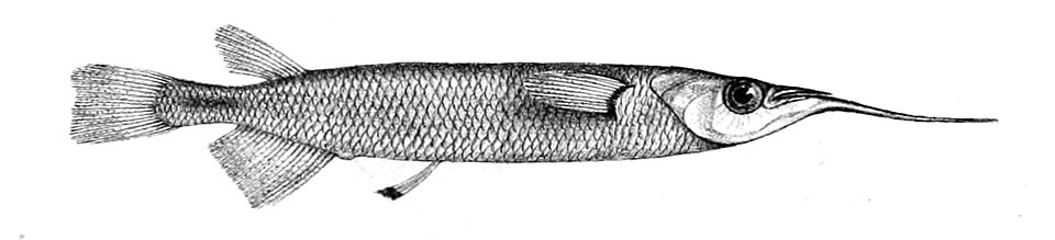 Nomorhamphus weberi