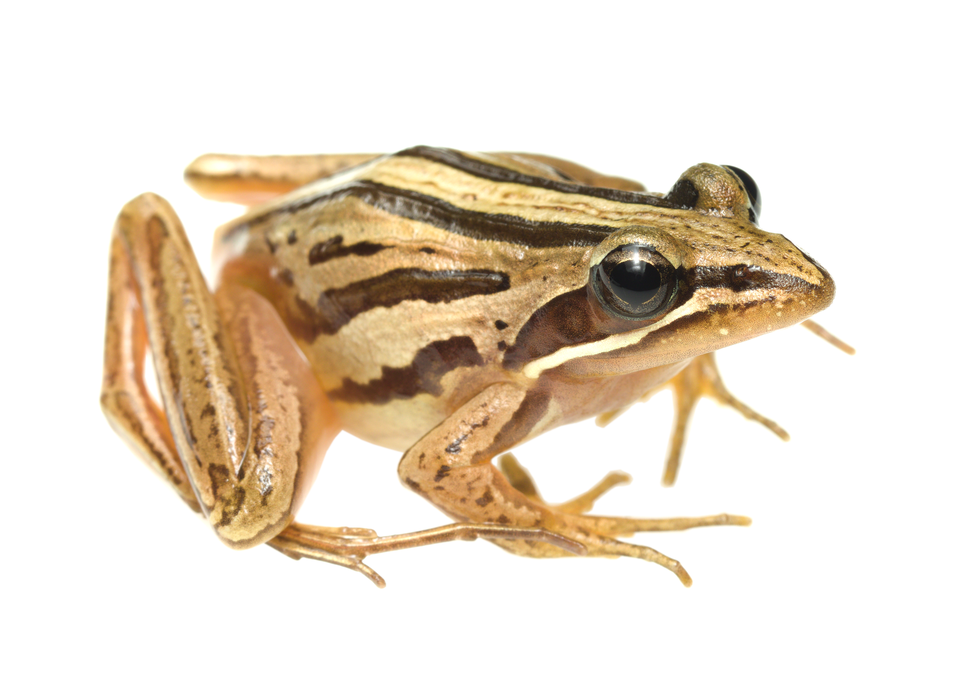 Striped stream frog