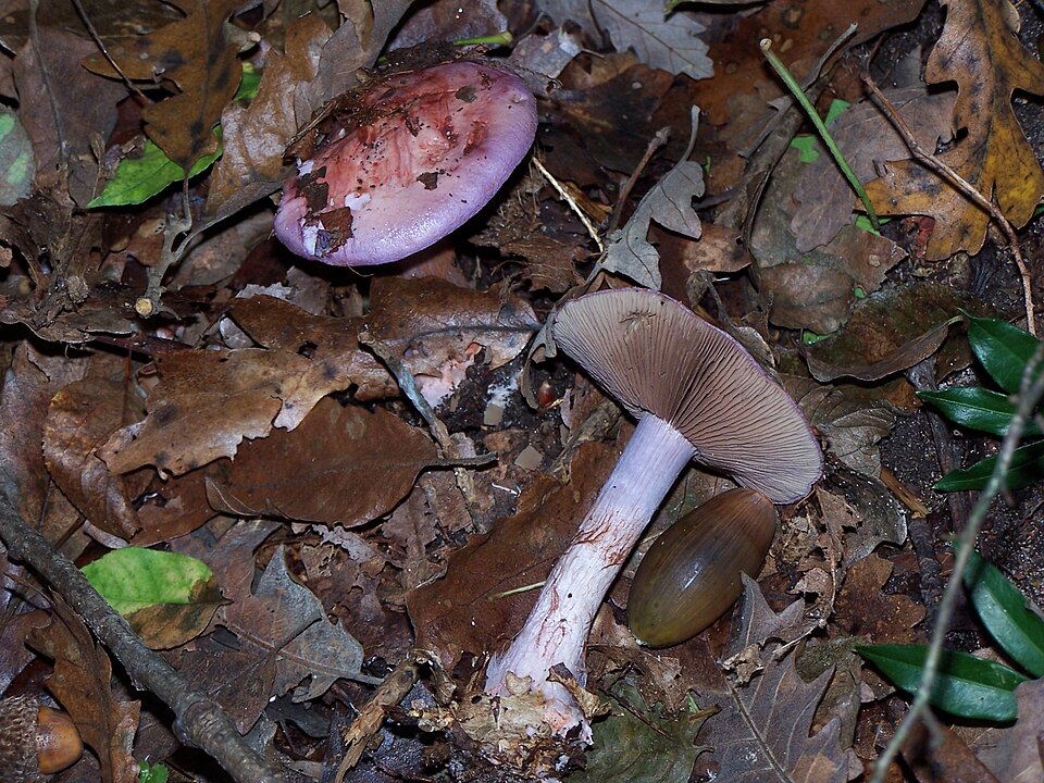 Cortinarius rufo-olivaceus