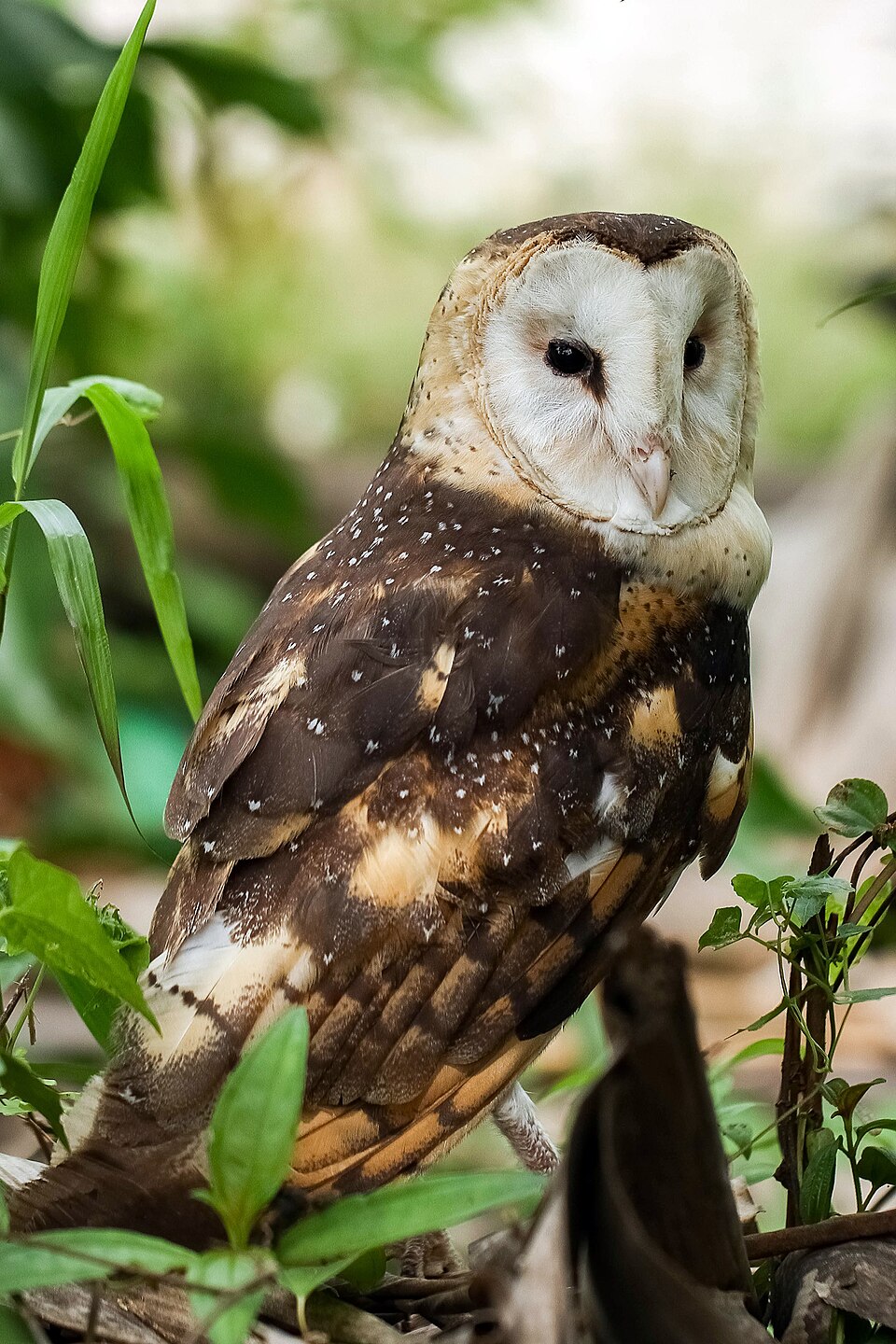 Eastern Grass Owl