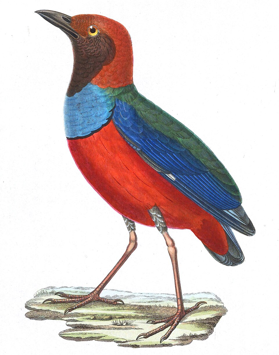 Papuan pitta