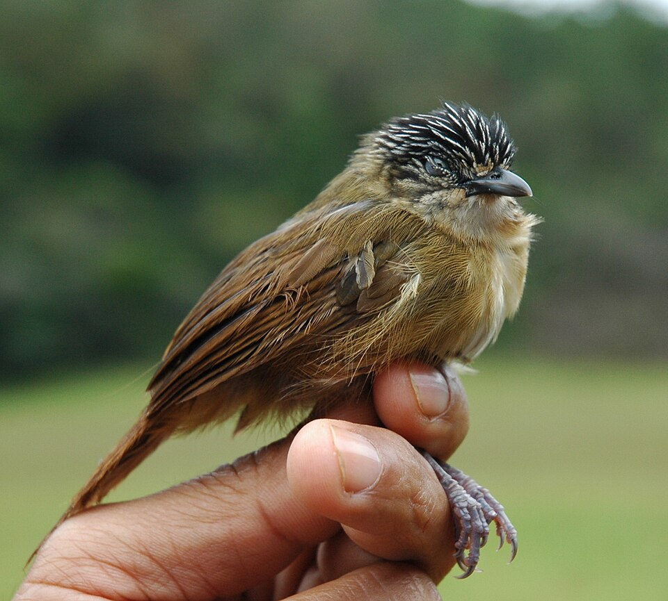 Brown tit-babbler