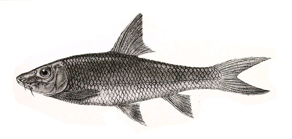 Nilgiris Barb