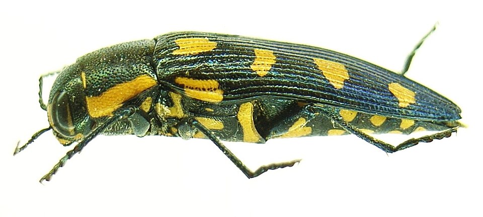 Buprestoidea