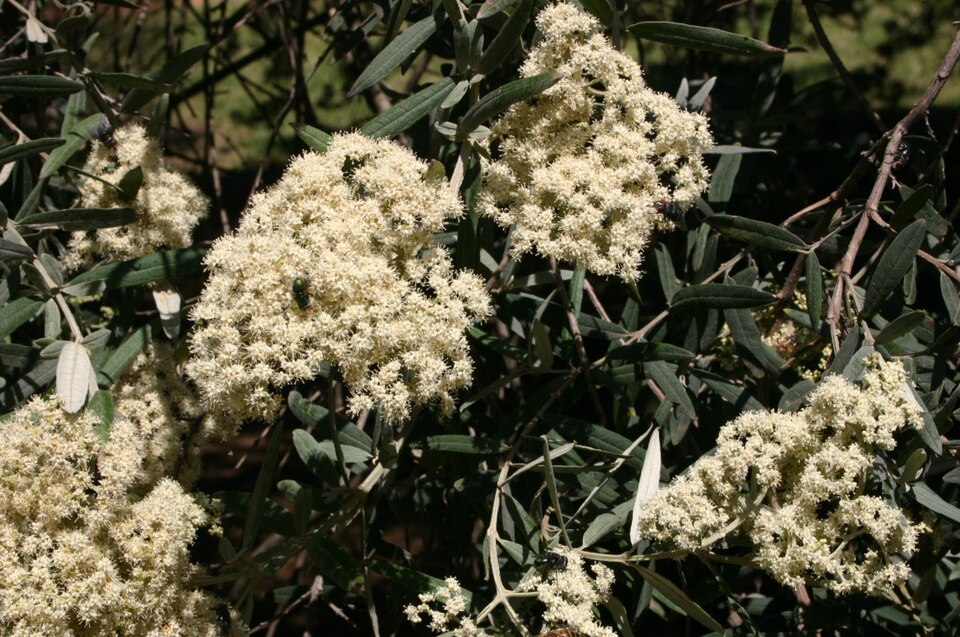 Buddleja saligna