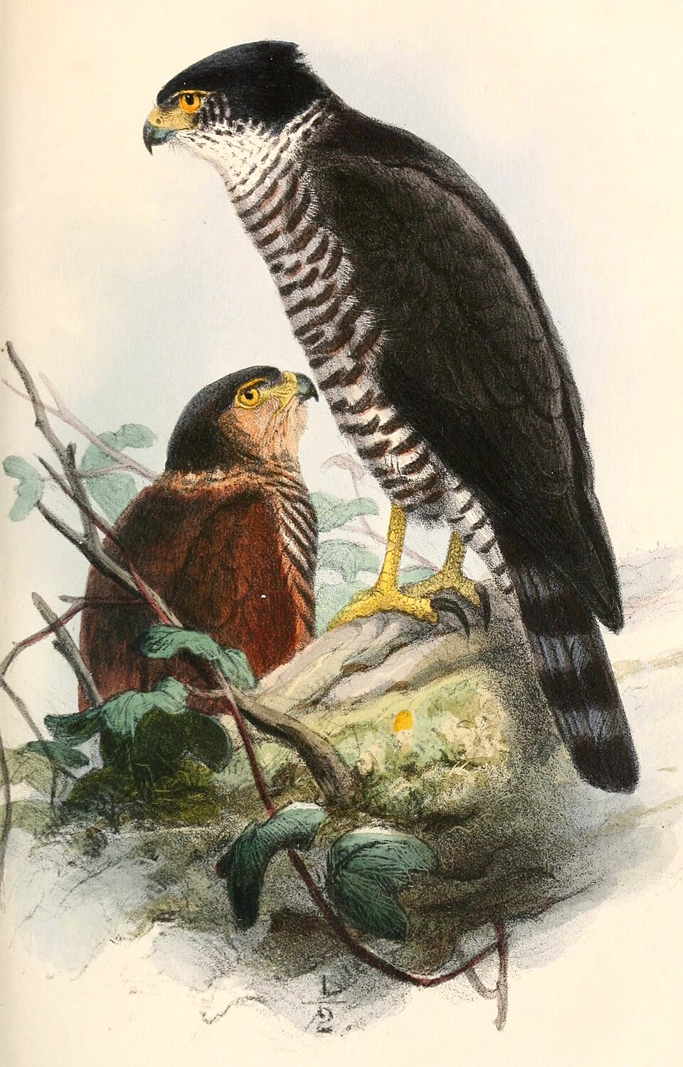 Accipiter collaris