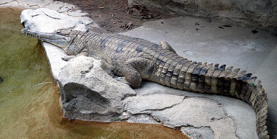 false gharial