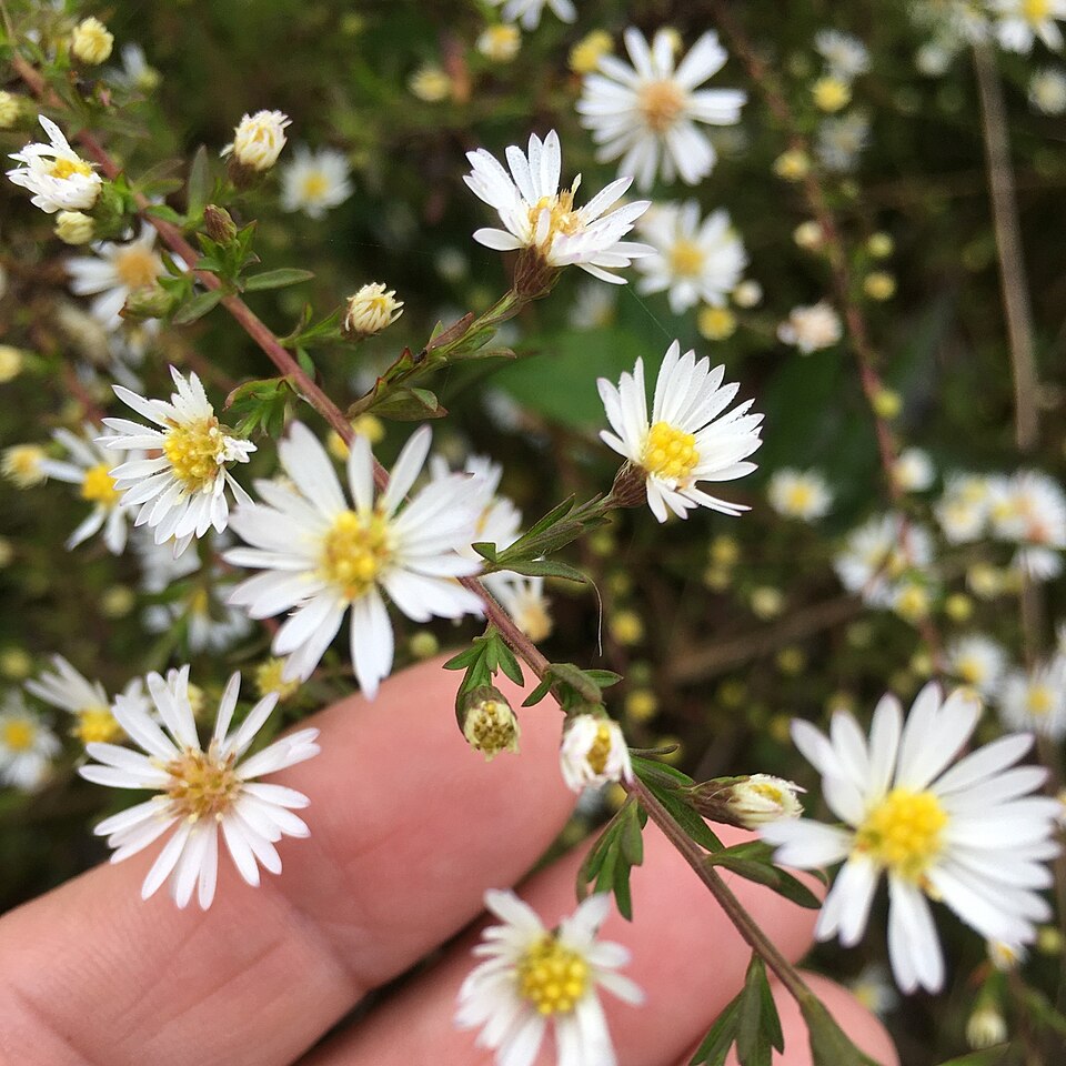 Symphyotrichum dumosum