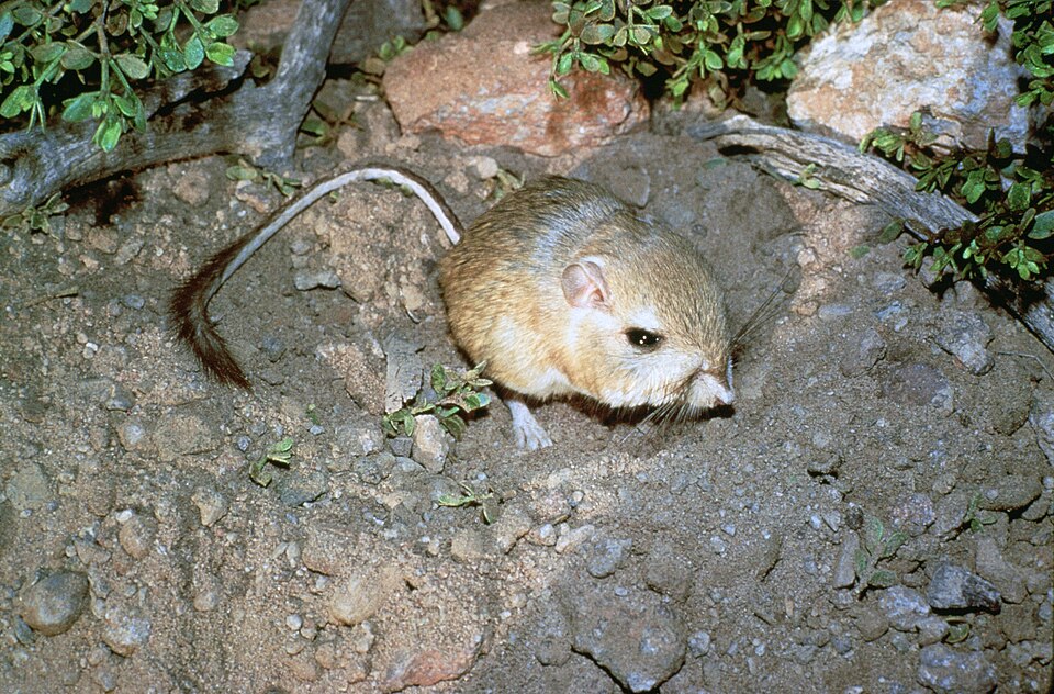 Giant kangaroo rat