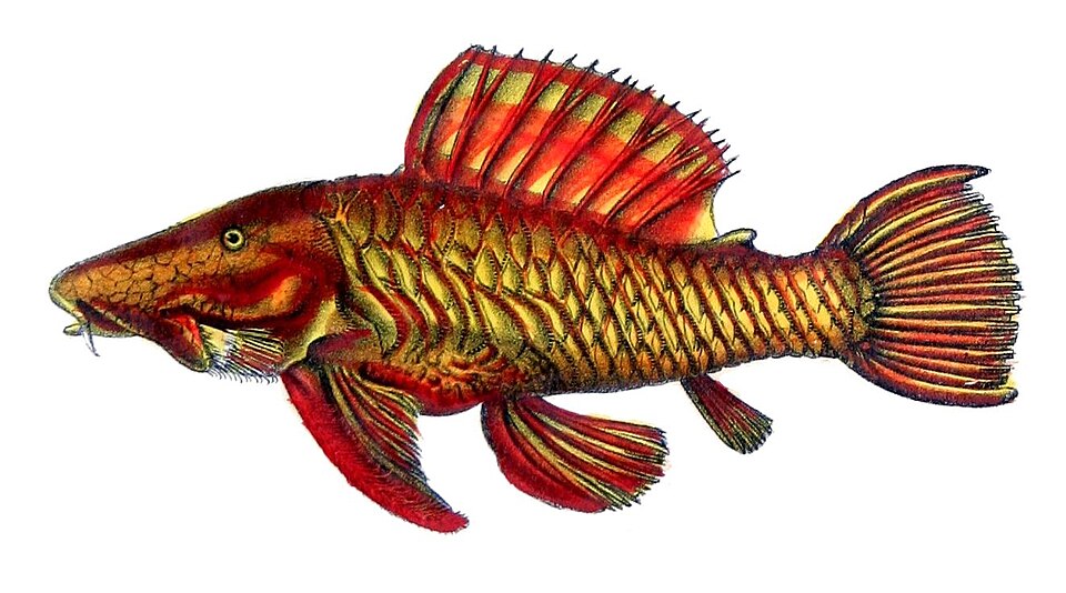 Parancistrus