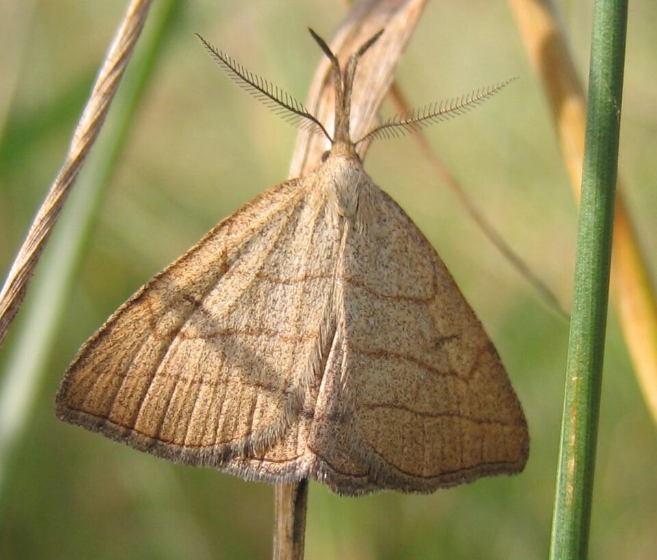 Polypogon