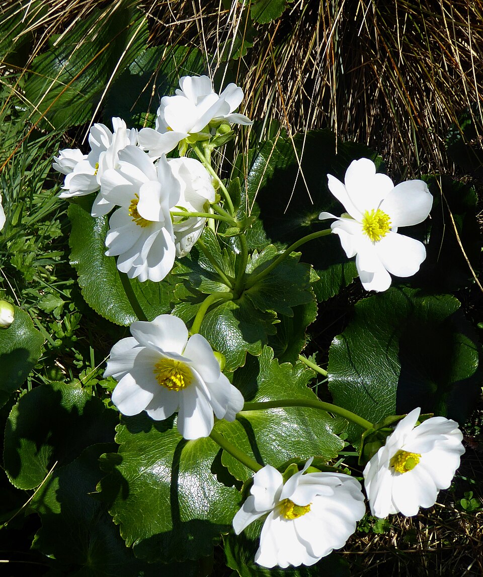 Ranunculus lyallii