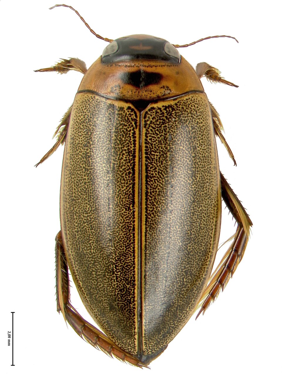 Rhantus