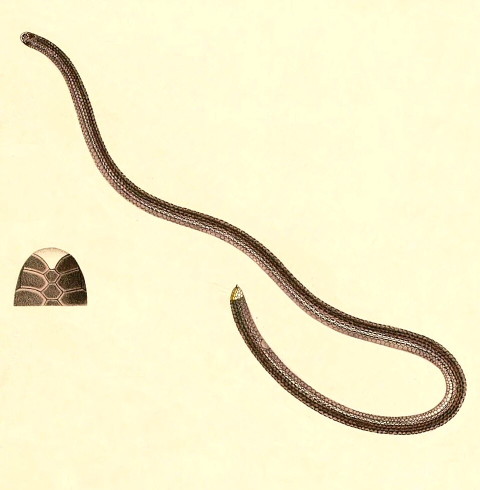 Epictia