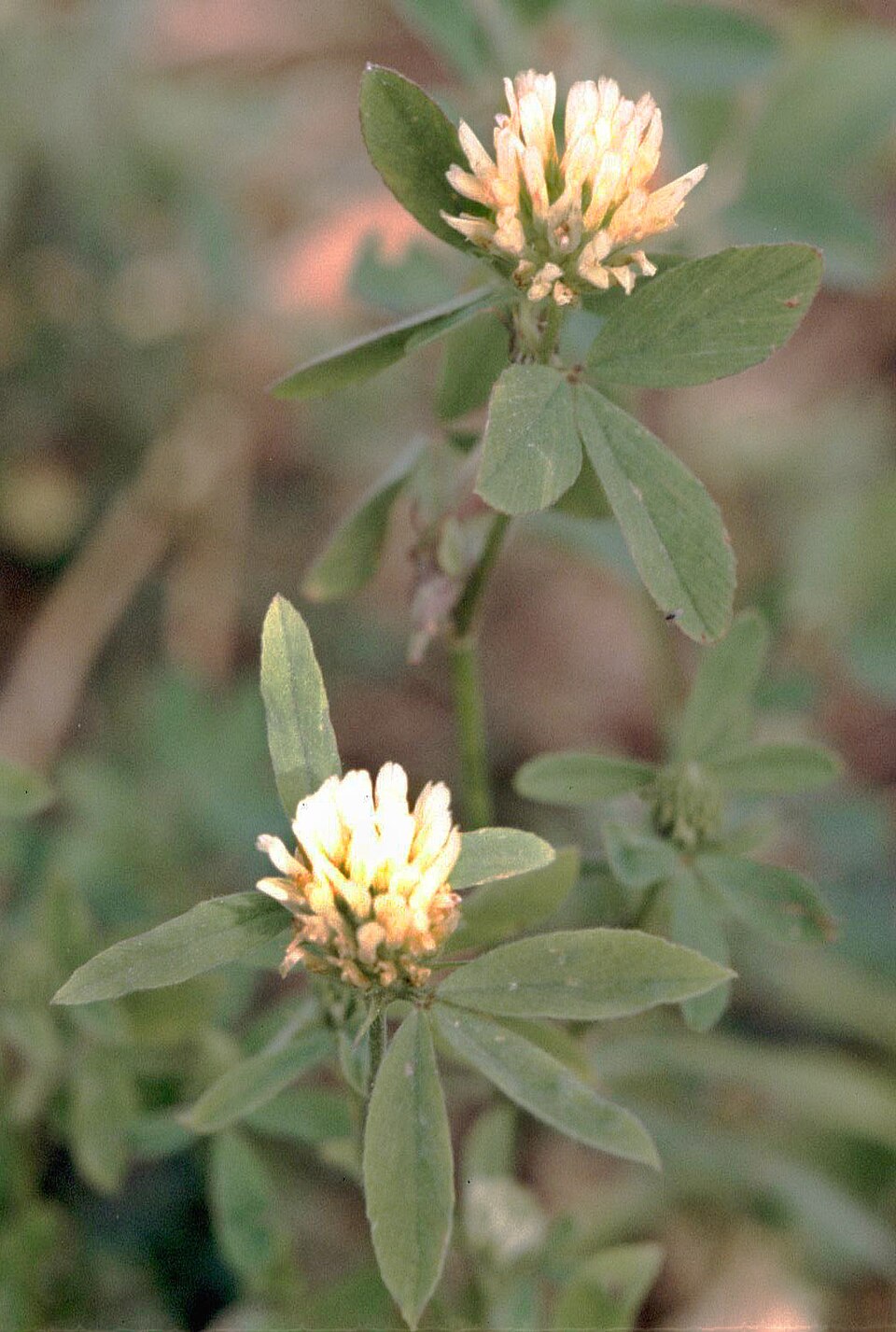 Trifolium alexandrinum
