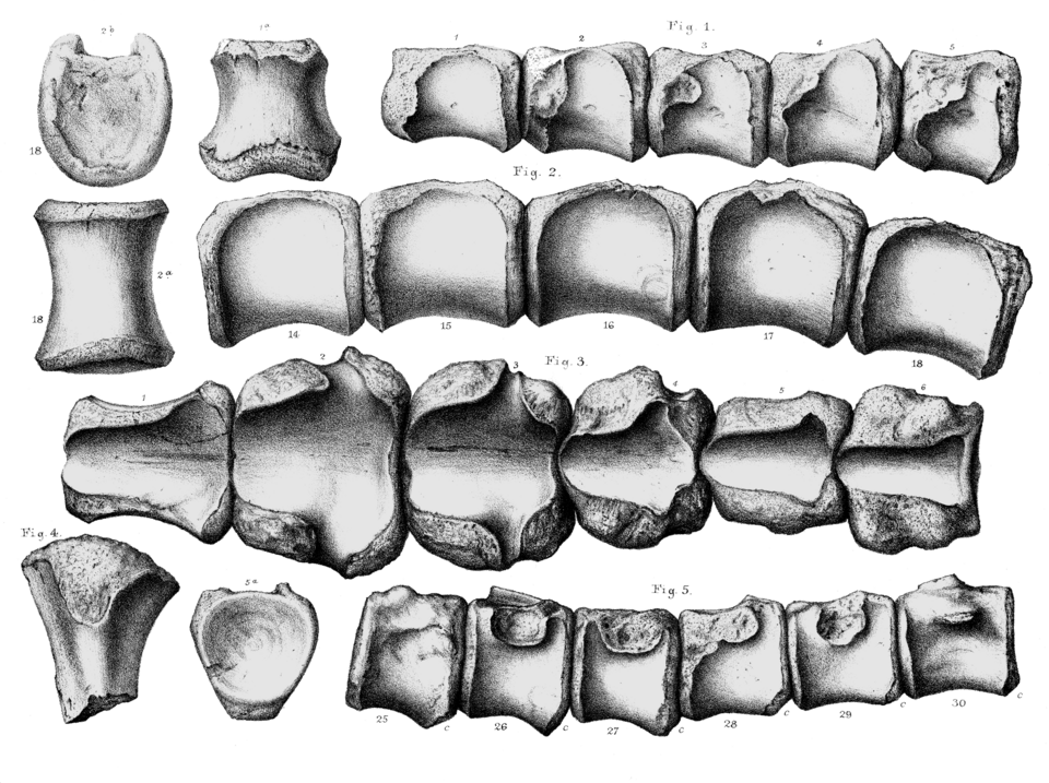 Anoplosaurus