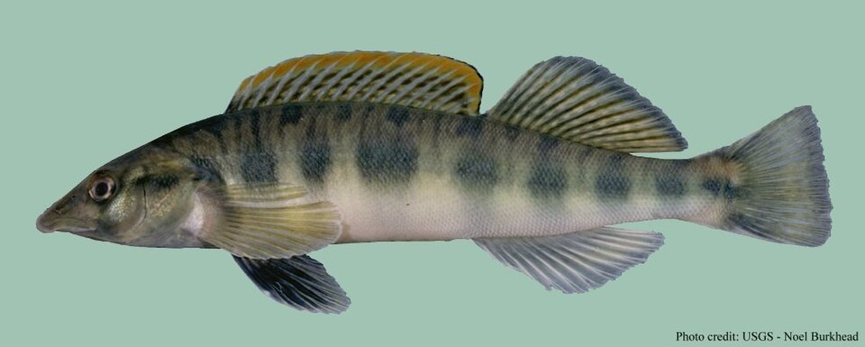 Blotchside logperch