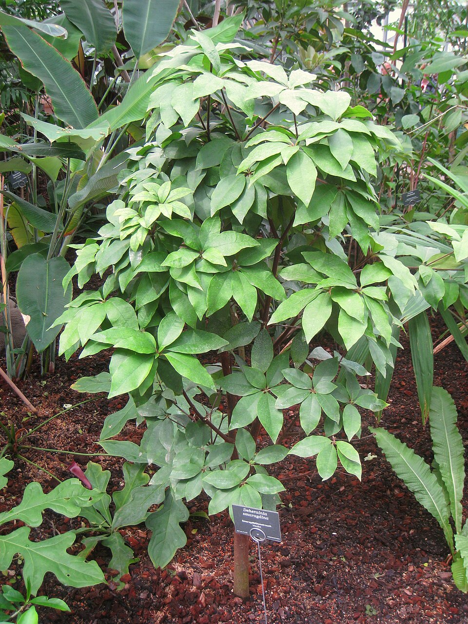 Deherainia