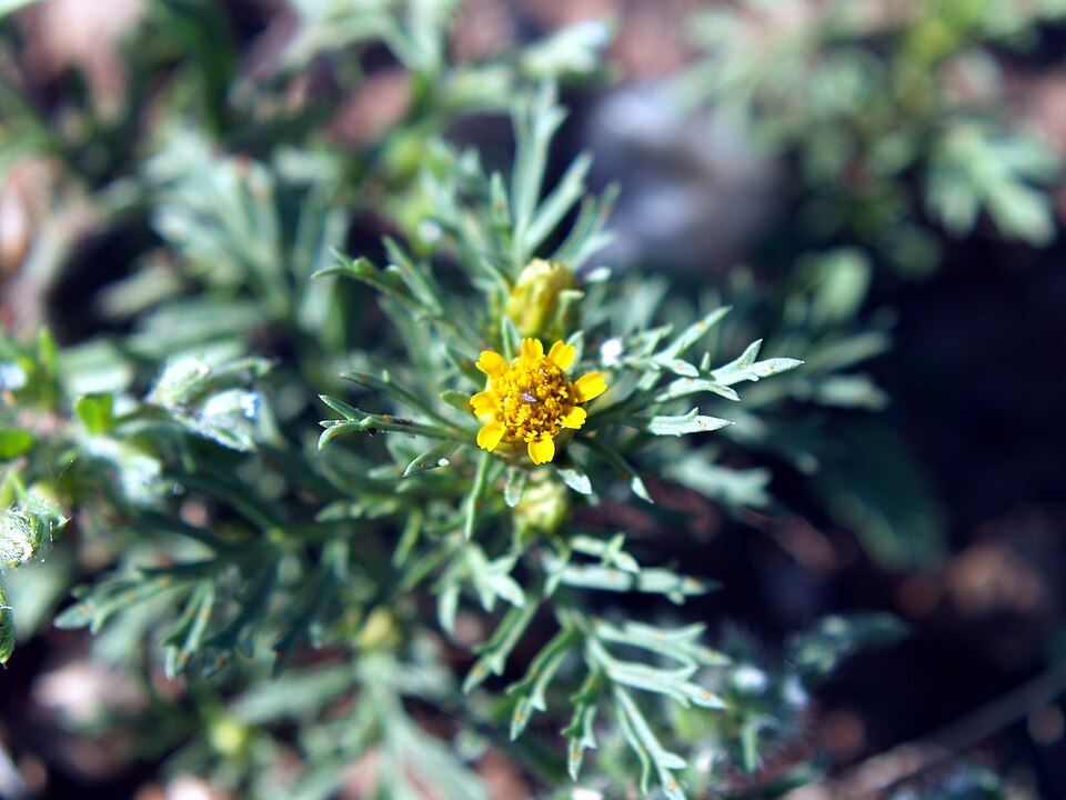 Dyssodia