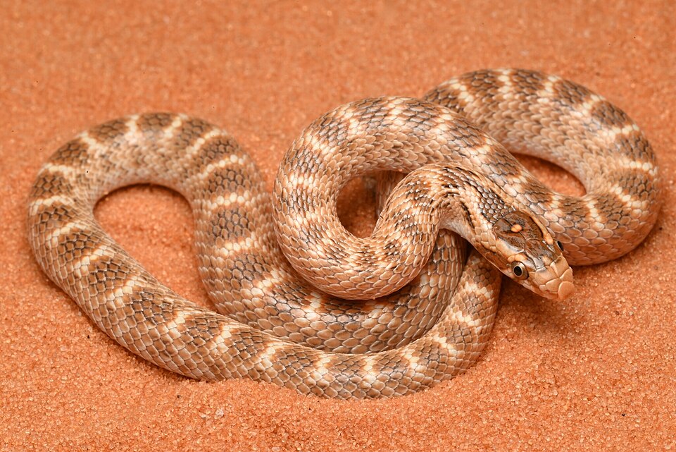 Crowned Leafnose Snake